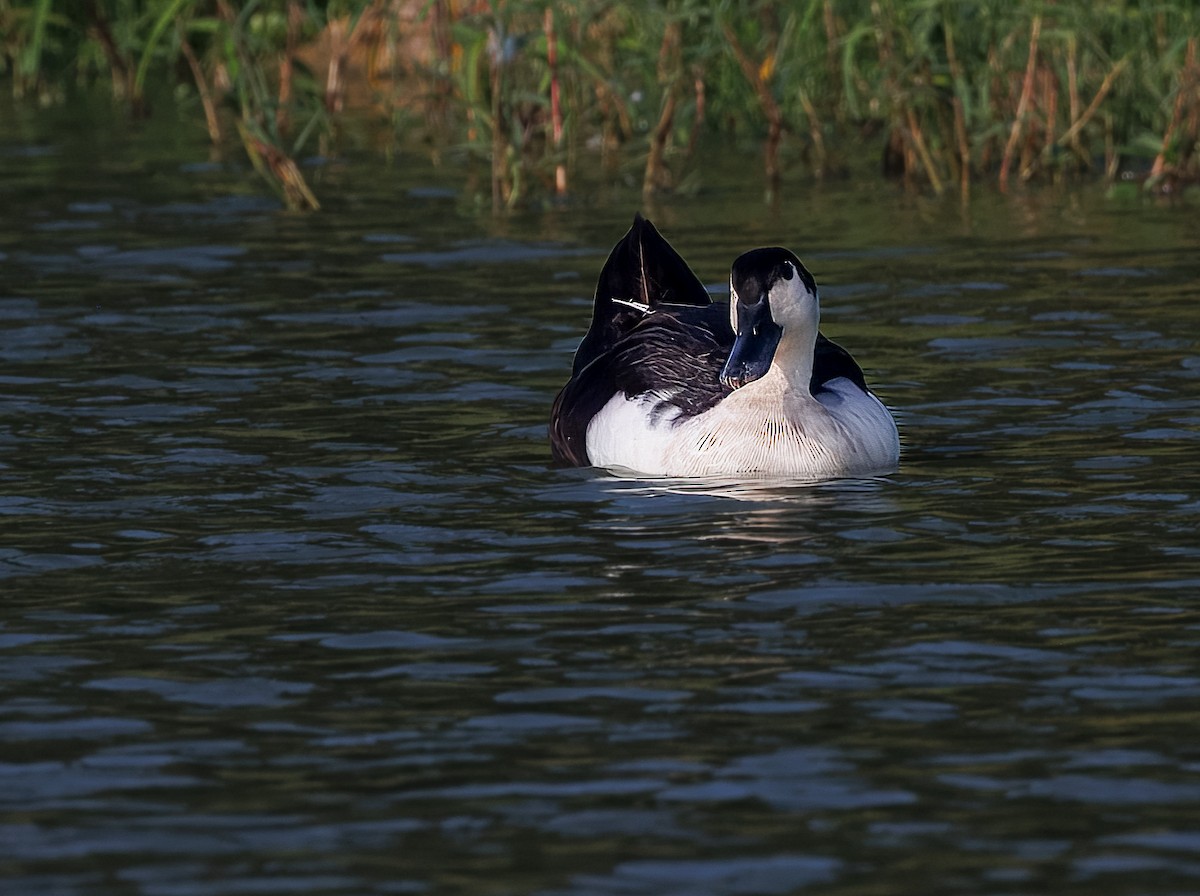 duck sp. - ML637331281