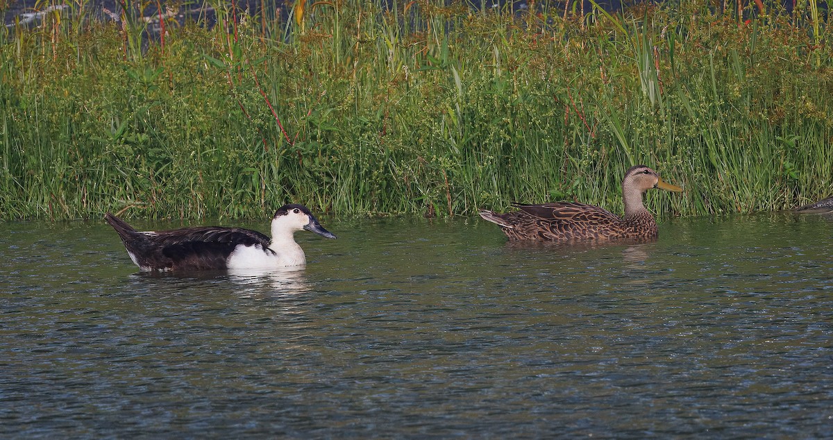 duck sp. - ML637331282