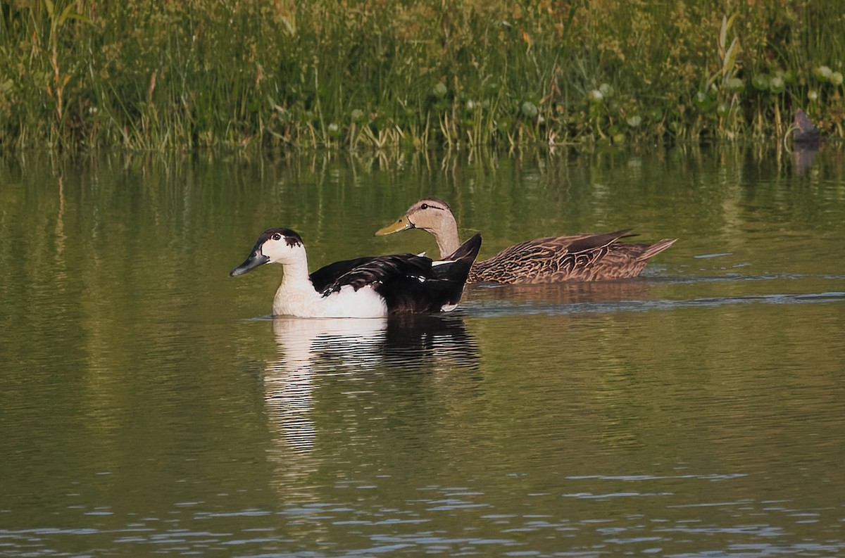 duck sp. - ML637331284