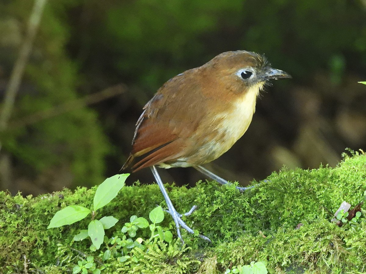 Yellow-breasted Antpitta - ML637331335