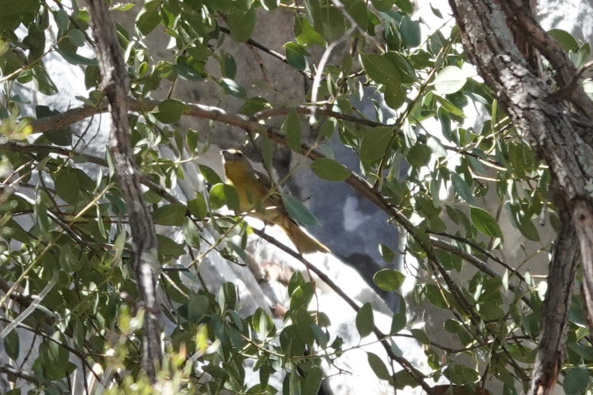 tanager sp. (Piranga sp.) - ML637331365