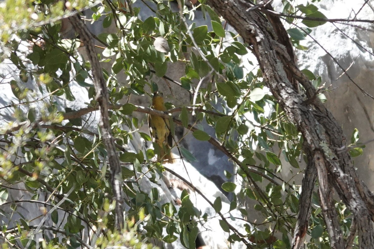 tanager sp. (Piranga sp.) - ML637331366