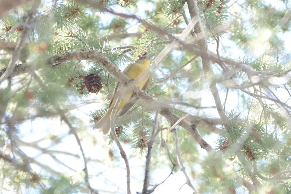 tanager sp. (Piranga sp.) - ML637331367