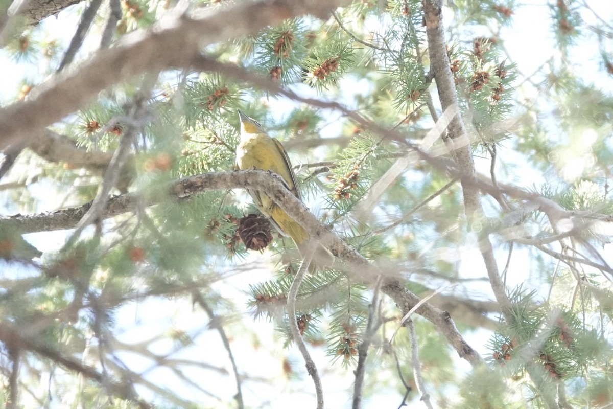 tanager sp. (Piranga sp.) - ML637331369