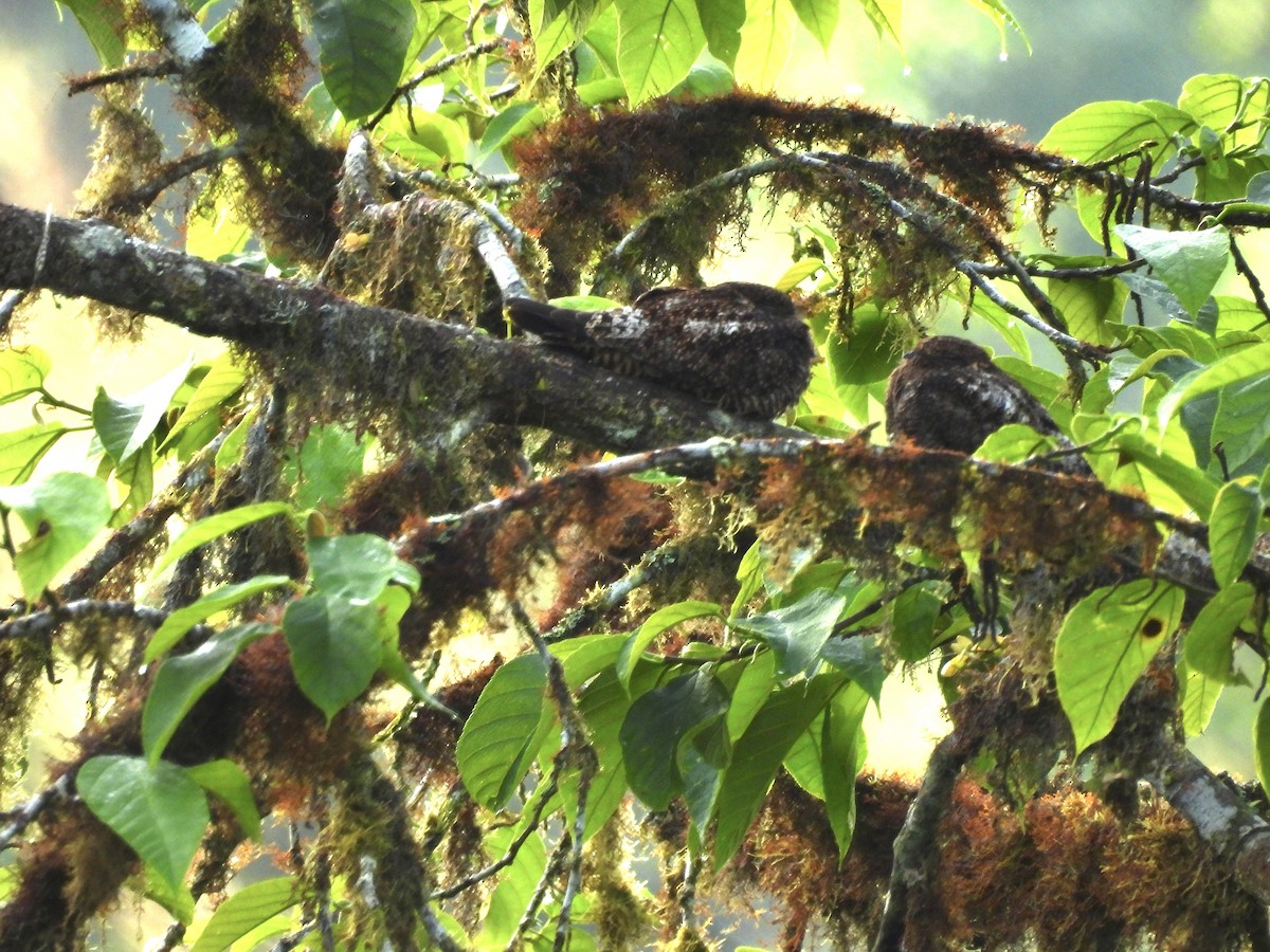 Short-tailed Nighthawk - ML637331403
