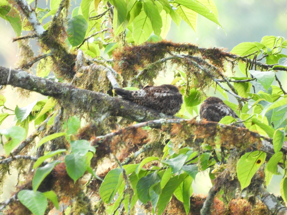 Short-tailed Nighthawk - ML637331404