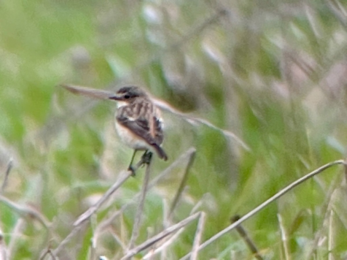 Amur Stonechat - ML637331436