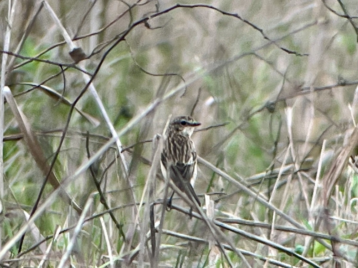 Amur Stonechat - ML637331437