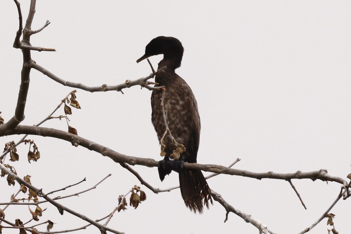 Neotropic Cormorant - ML637331477