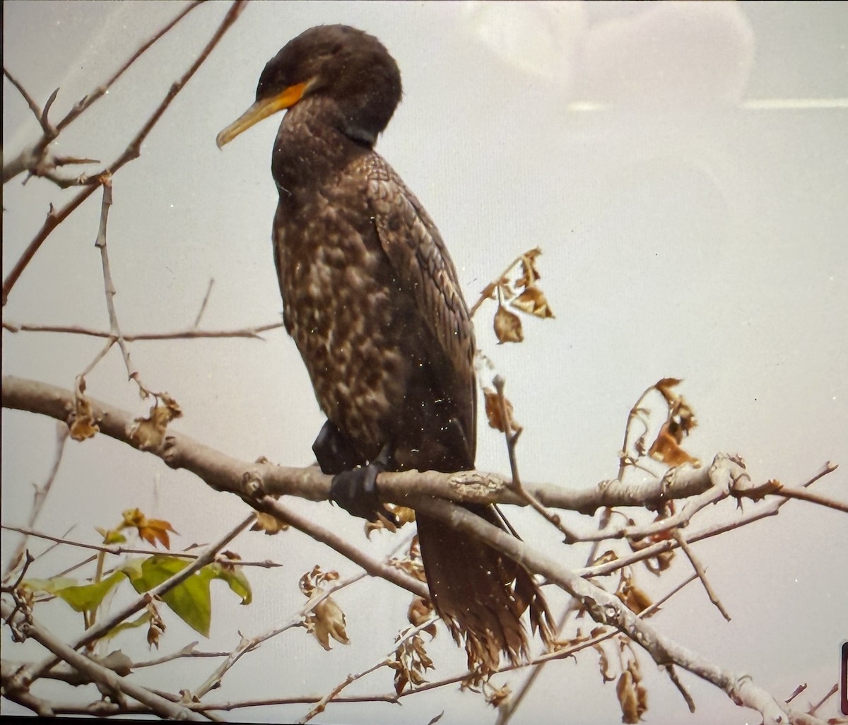Neotropic Cormorant - ML637331478