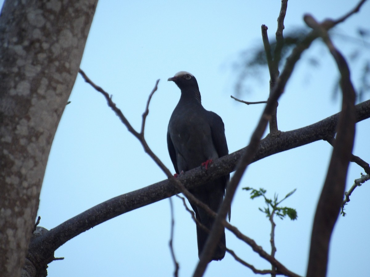 White-crowned Pigeon - ML637331482