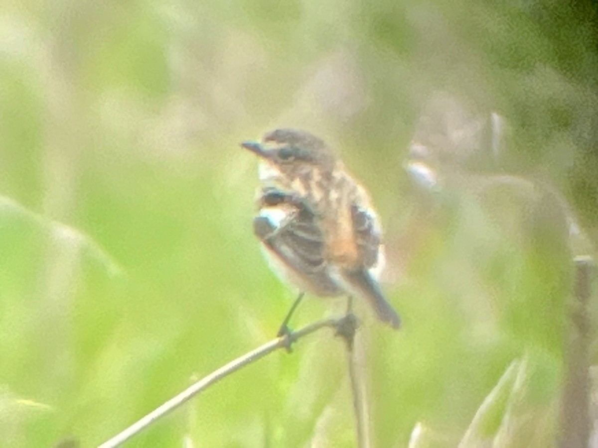 Amur Stonechat - ML637331607