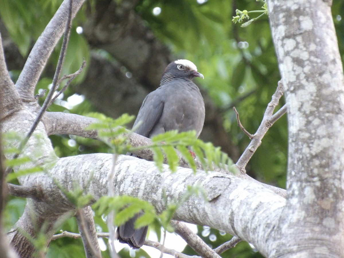White-crowned Pigeon - ML637331633