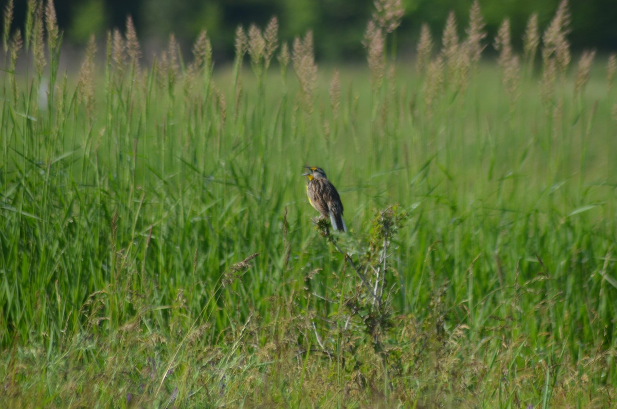 Eastern Meadowlark - ML637331667