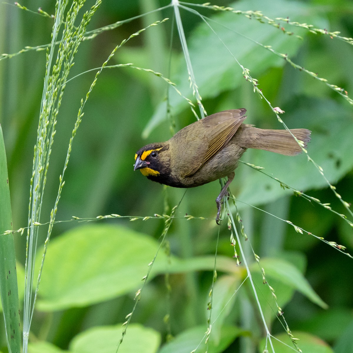 Yellow-faced Grassquit - ML637331671