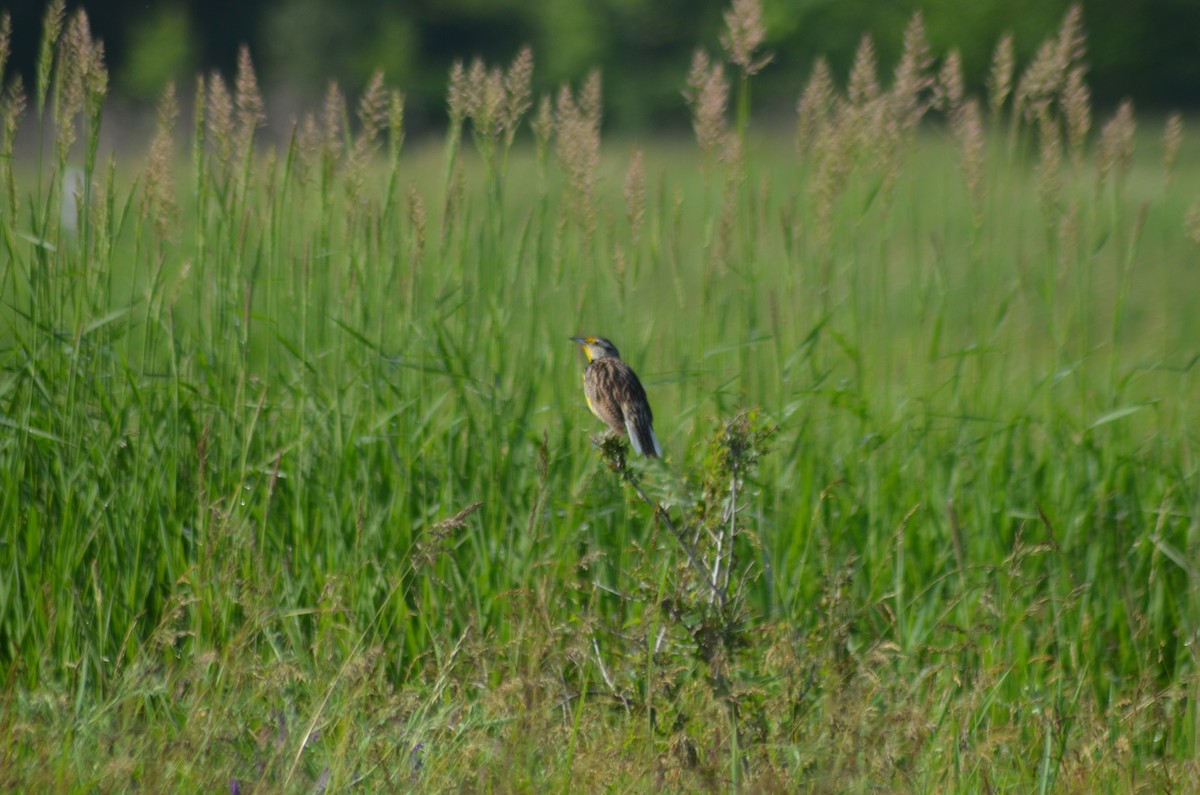 Eastern Meadowlark - ML637331674