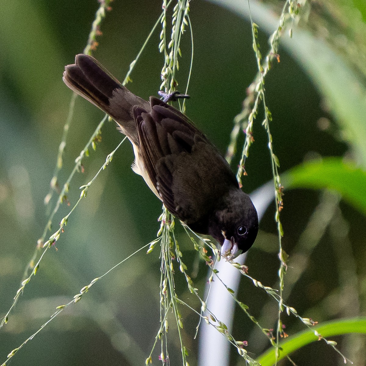 Yellow-bellied Seedeater - ML637331677