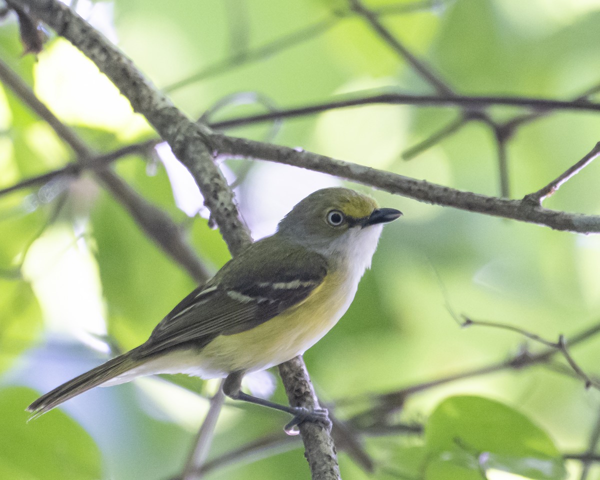 White-eyed Vireo - ML637331692
