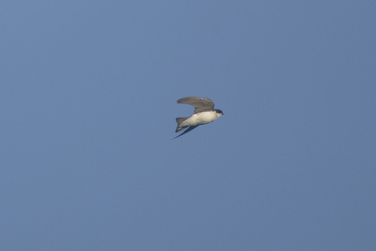 Tree Swallow - ML637331704