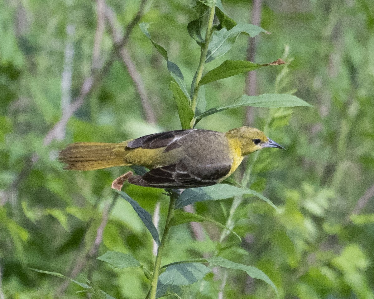 Orchard Oriole - ML637331782