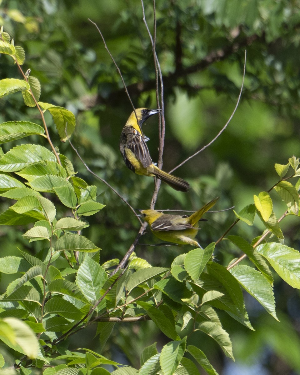Orchard Oriole - ML637331783
