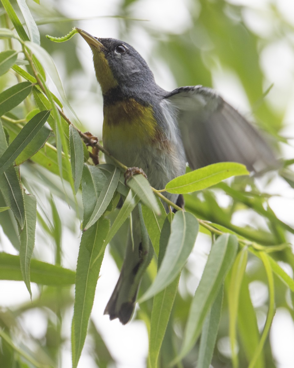 Northern Parula - ML637331808