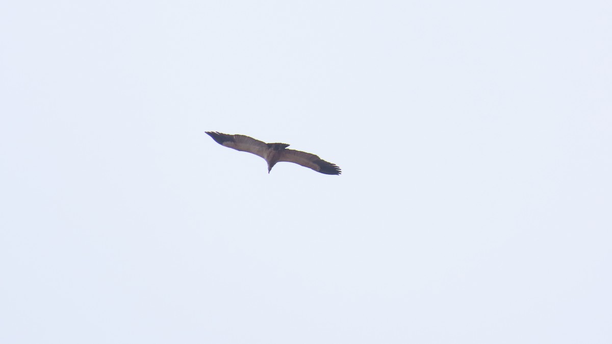 Cape Griffon - ML637331811