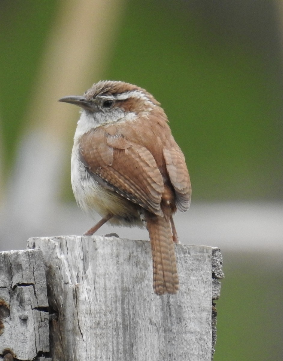 Carolina Wren - ML637331812