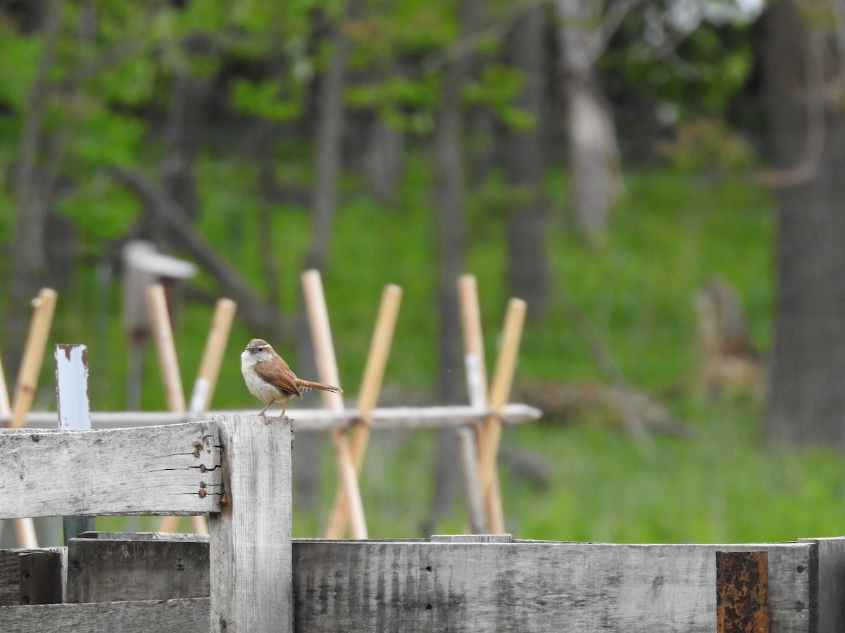 Carolina Wren - ML637331813
