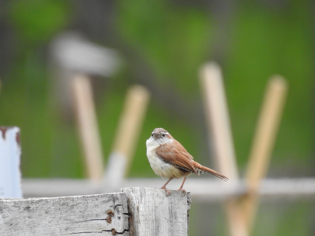 Carolina Wren - ML637331814