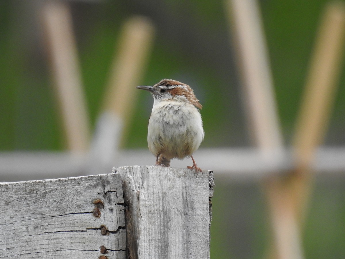 Carolina Wren - ML637331815