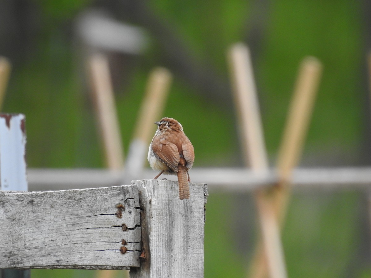 Carolina Wren - ML637331816