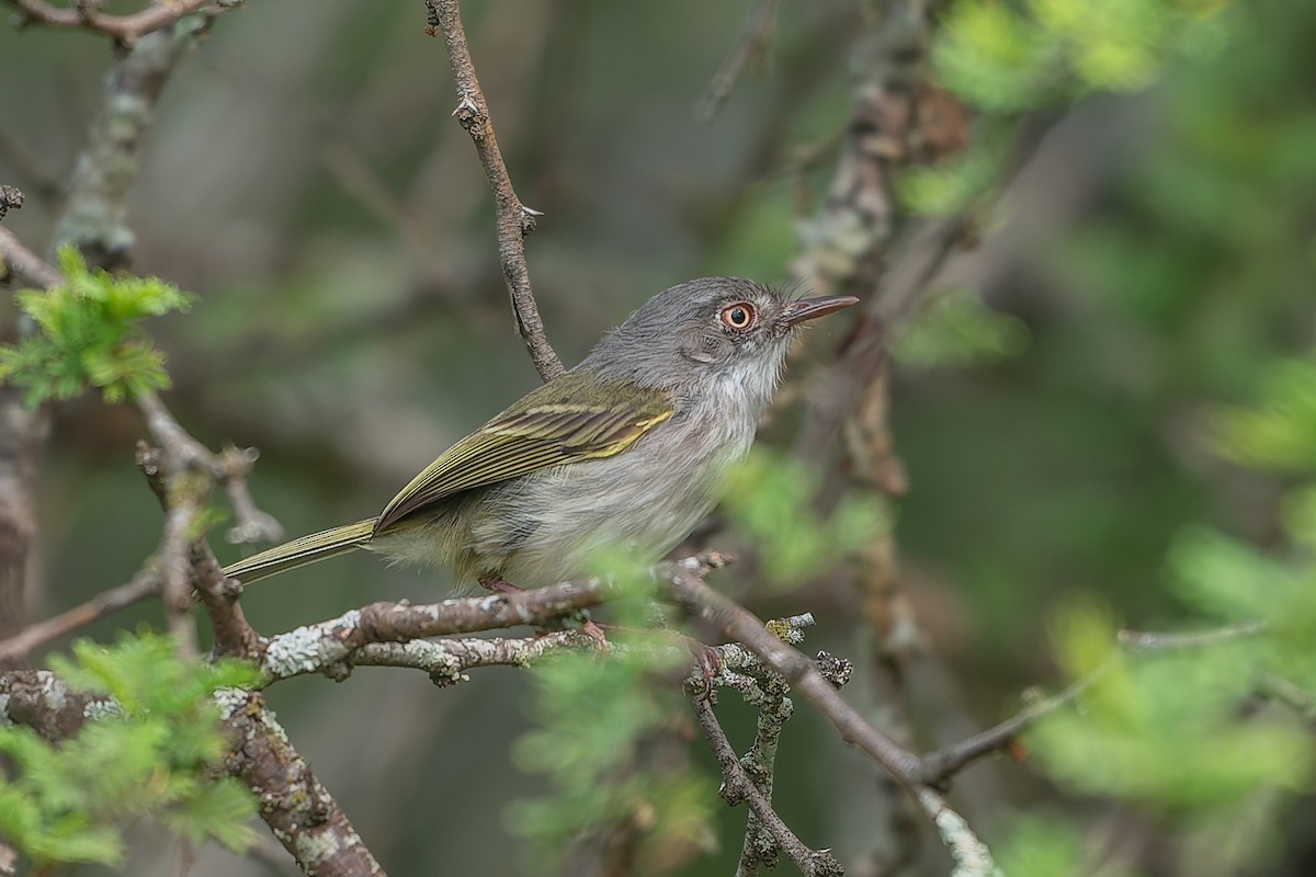 Pearly-vented Tody-Tyrant - ML637331831