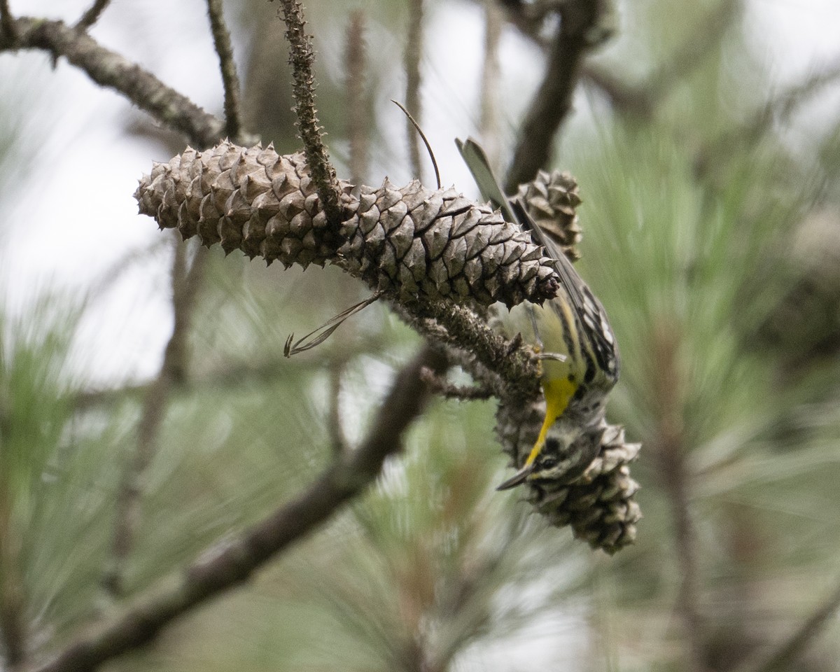 Yellow-throated Warbler - ML637331833