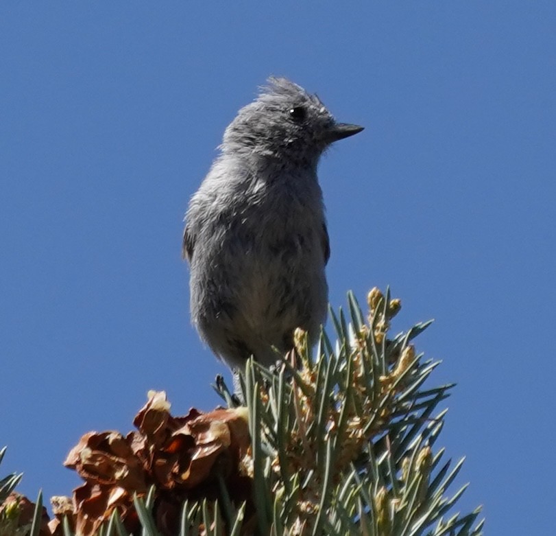 Juniper Titmouse - ML637331839