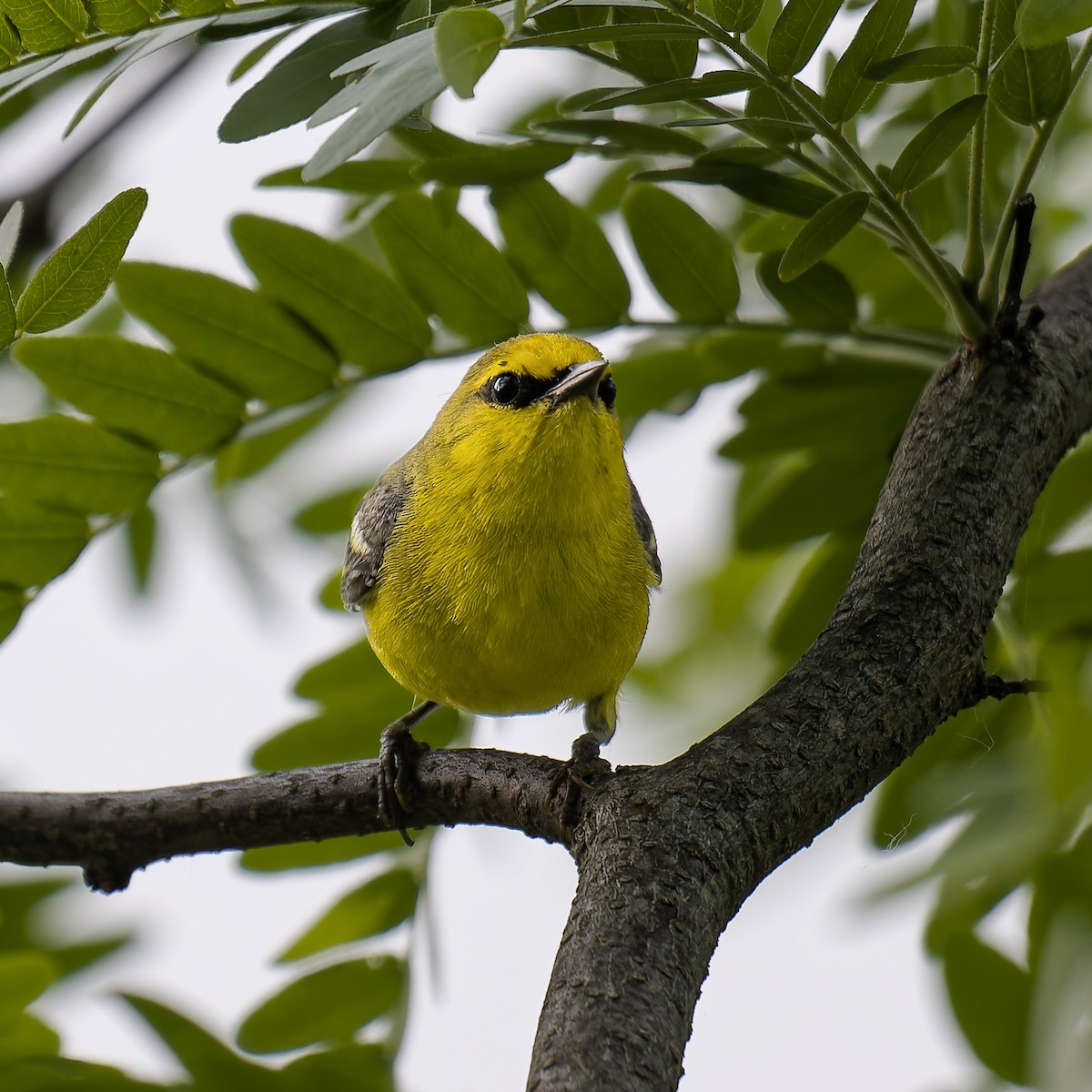 Blue-winged Warbler - ML637331910