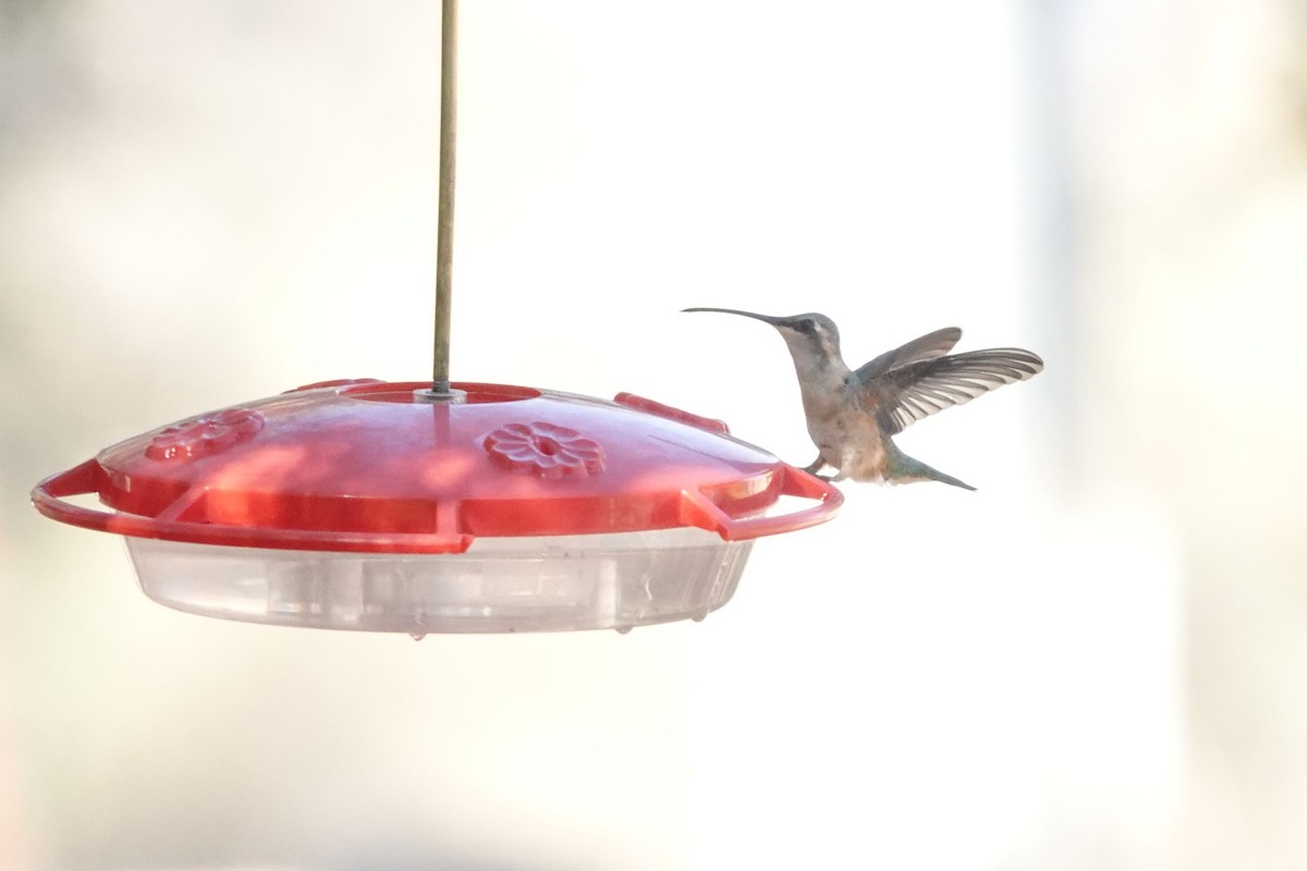 Lucifer Hummingbird - ML637331983