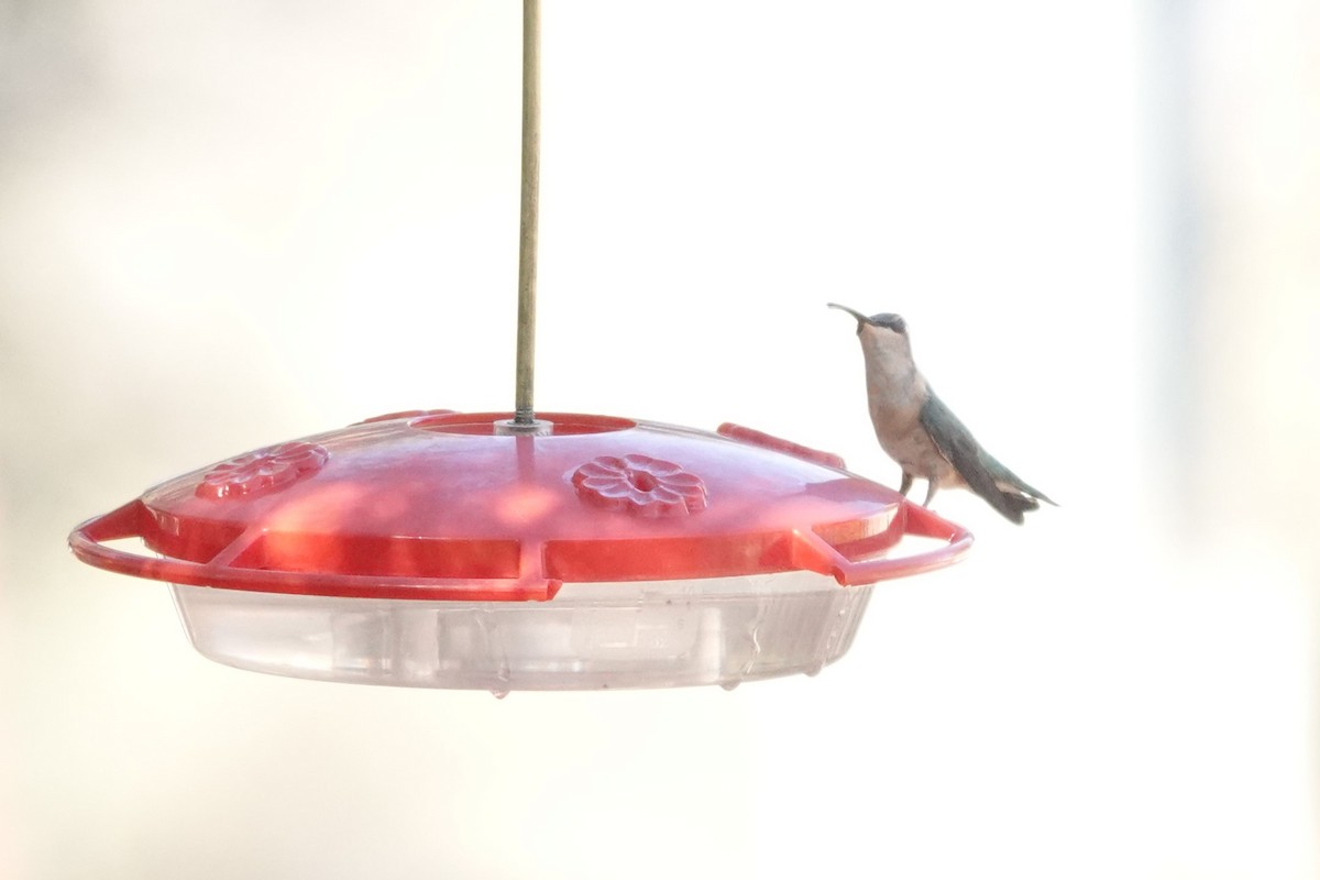 Lucifer Hummingbird - ML637331984