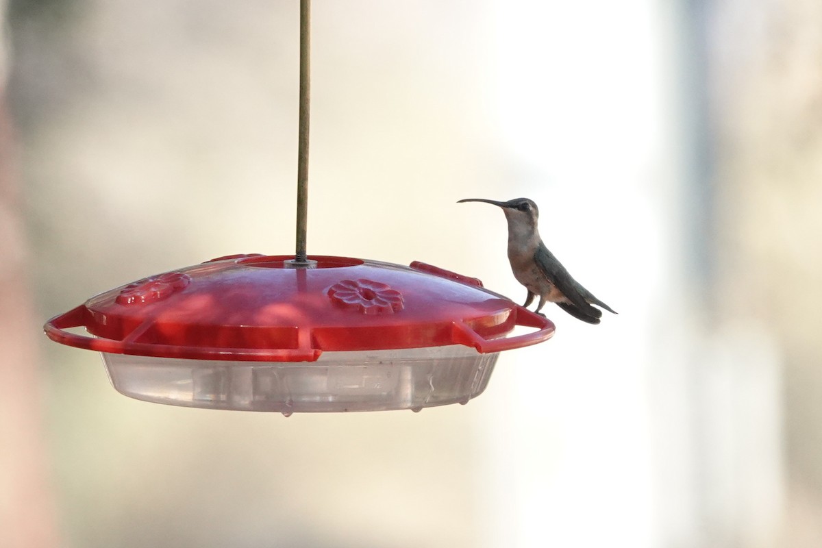 Lucifer Hummingbird - ML637331985