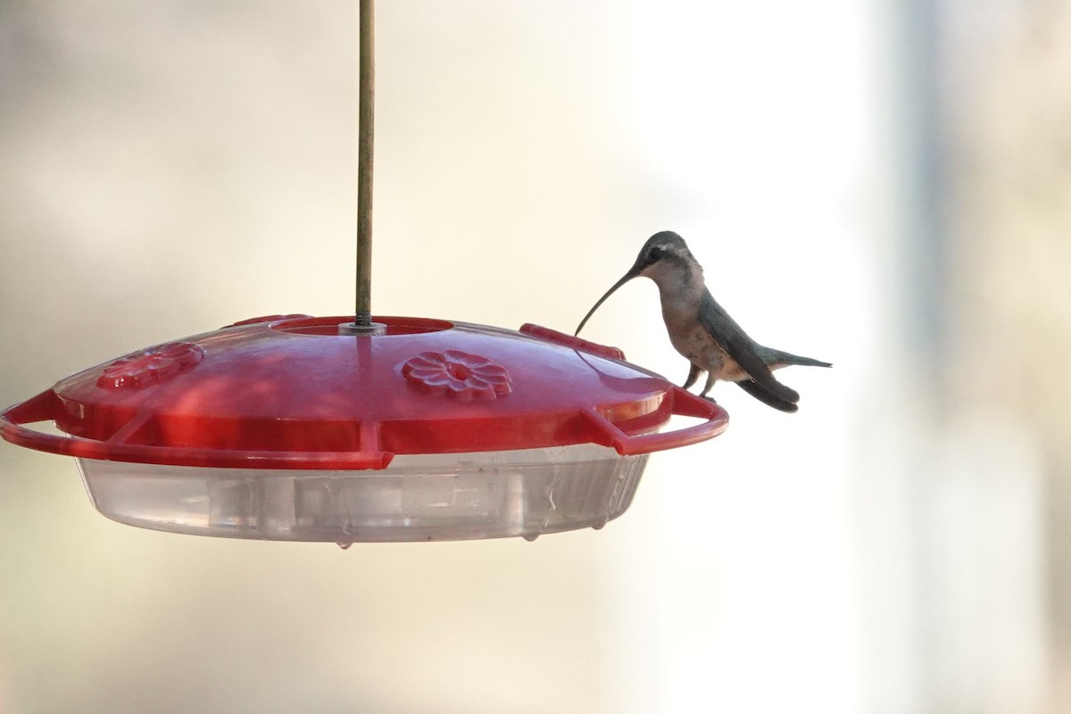 Lucifer Hummingbird - ML637331986