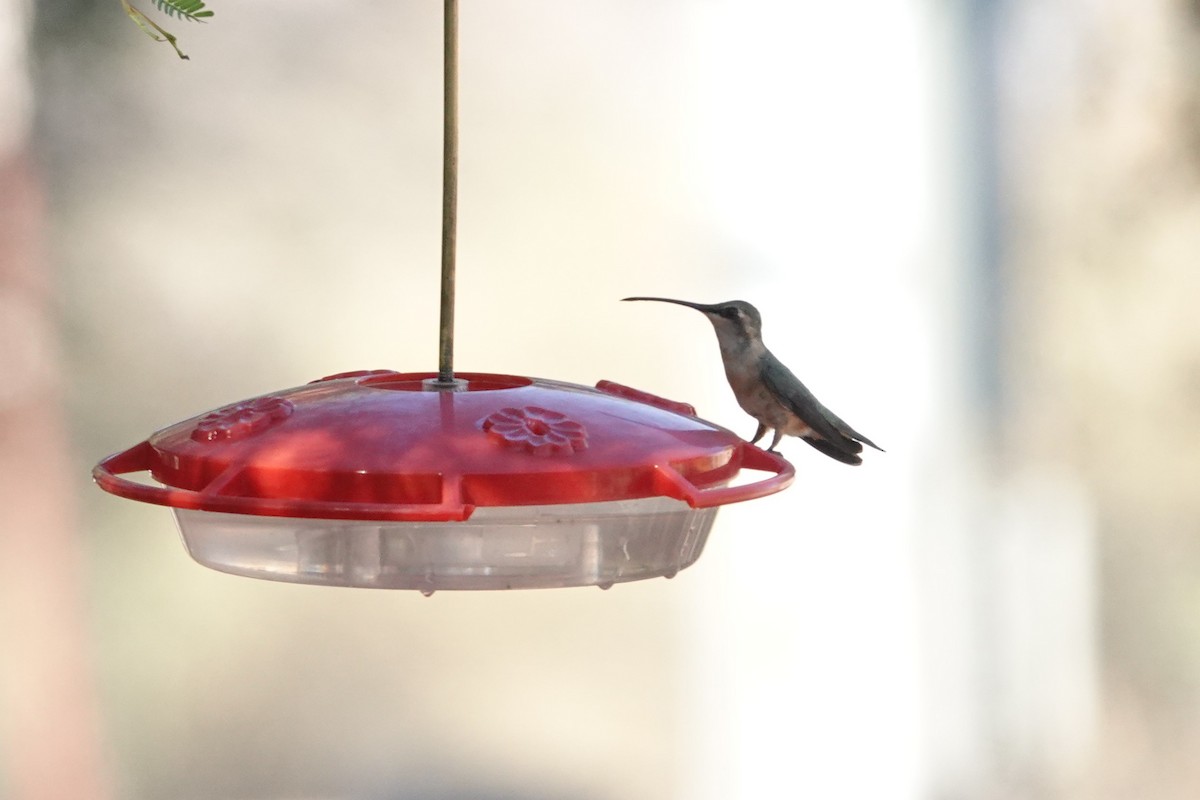 Lucifer Hummingbird - ML637331987