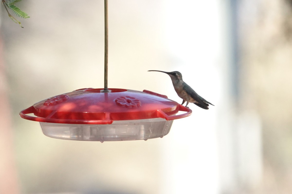 Lucifer Hummingbird - ML637331988