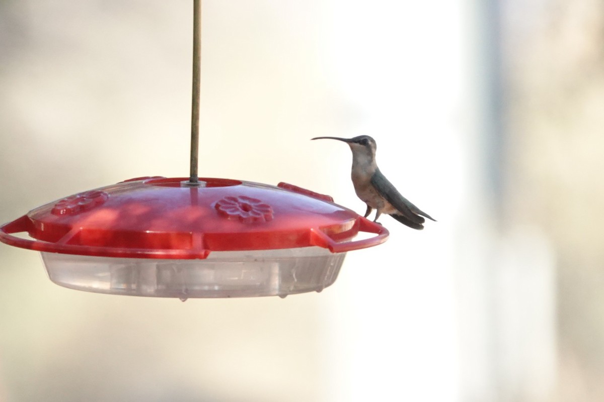 Lucifer Hummingbird - ML637331989