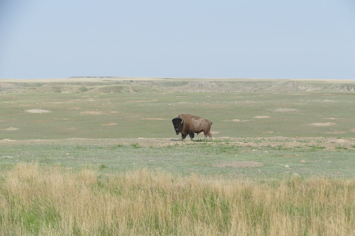 American Bison - ML637332005