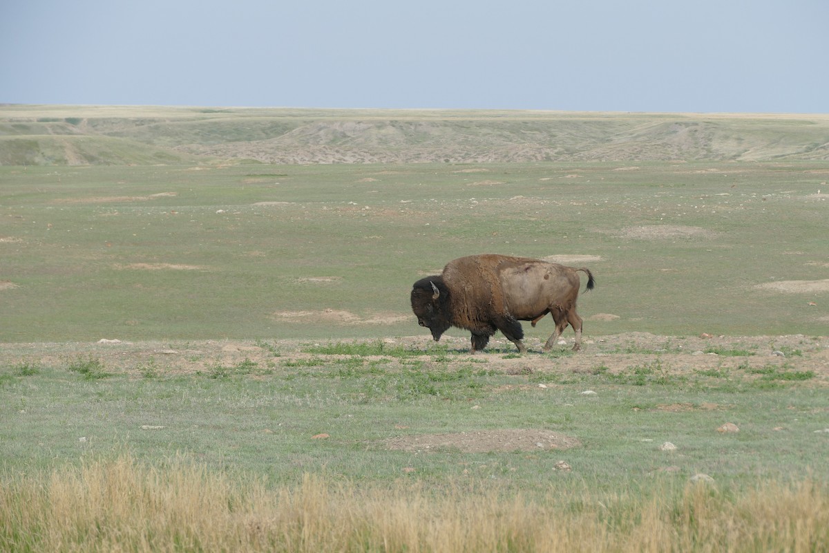 American Bison - ML637332006