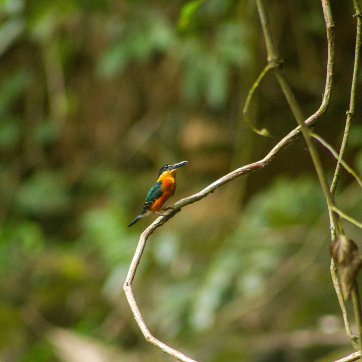 American Pygmy Kingfisher - ML637332021