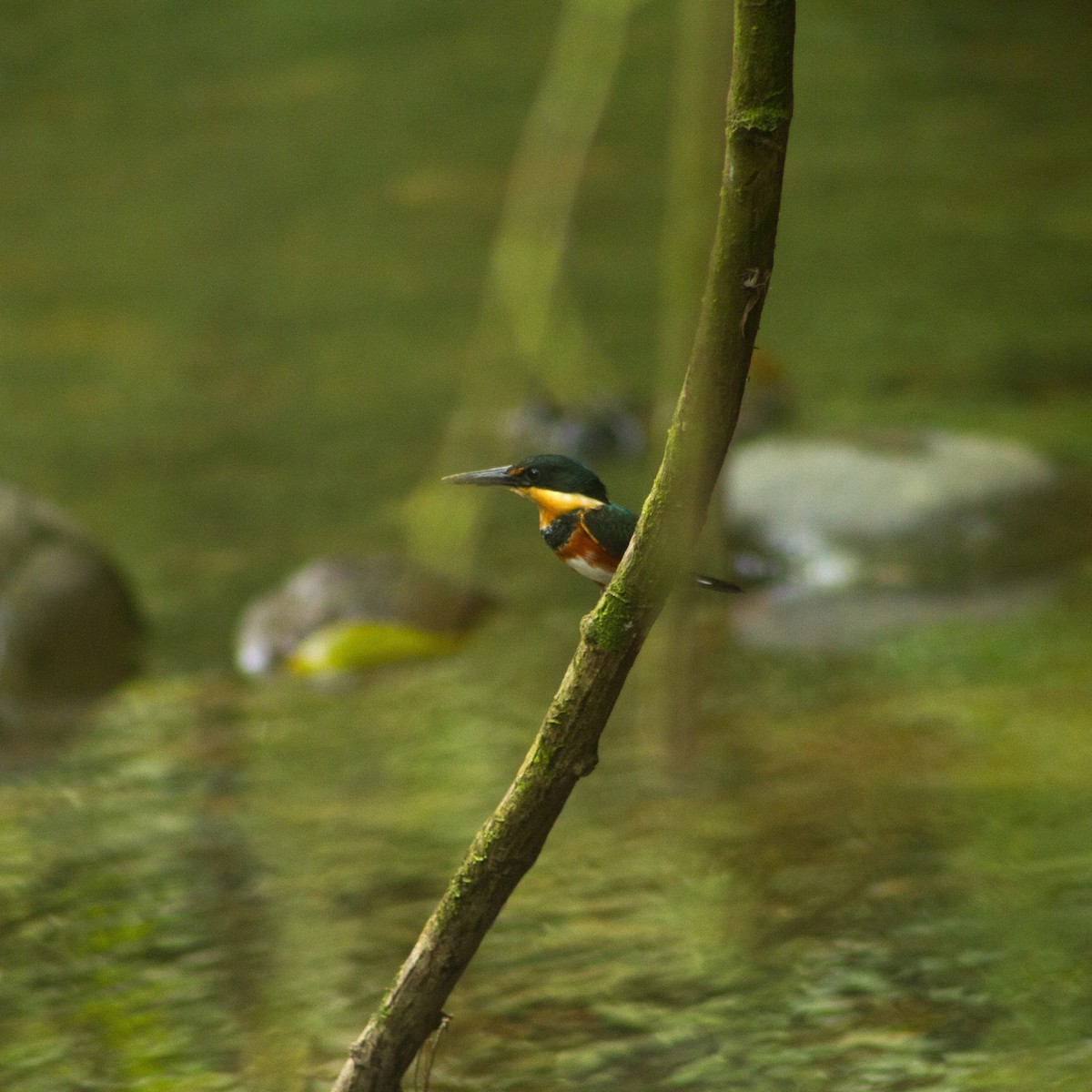 American Pygmy Kingfisher - ML637332022