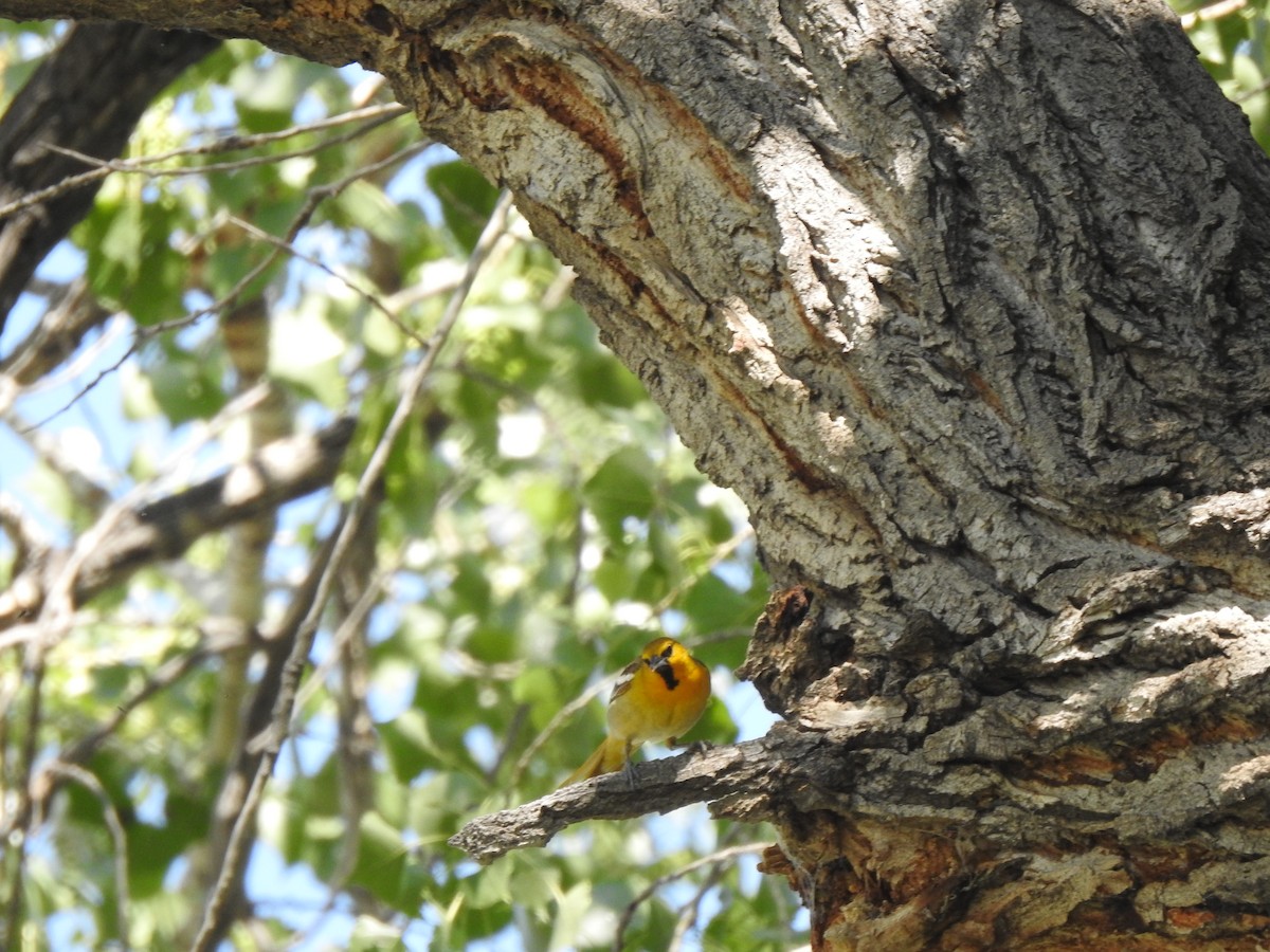 Bullock's Oriole - ML637332041