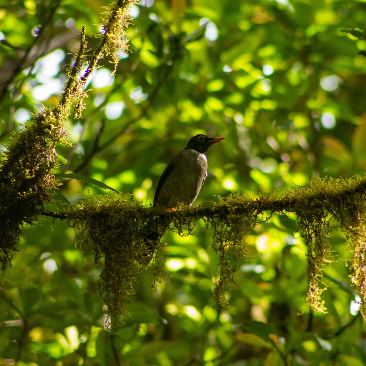 White-throated Thrush - ML637332098