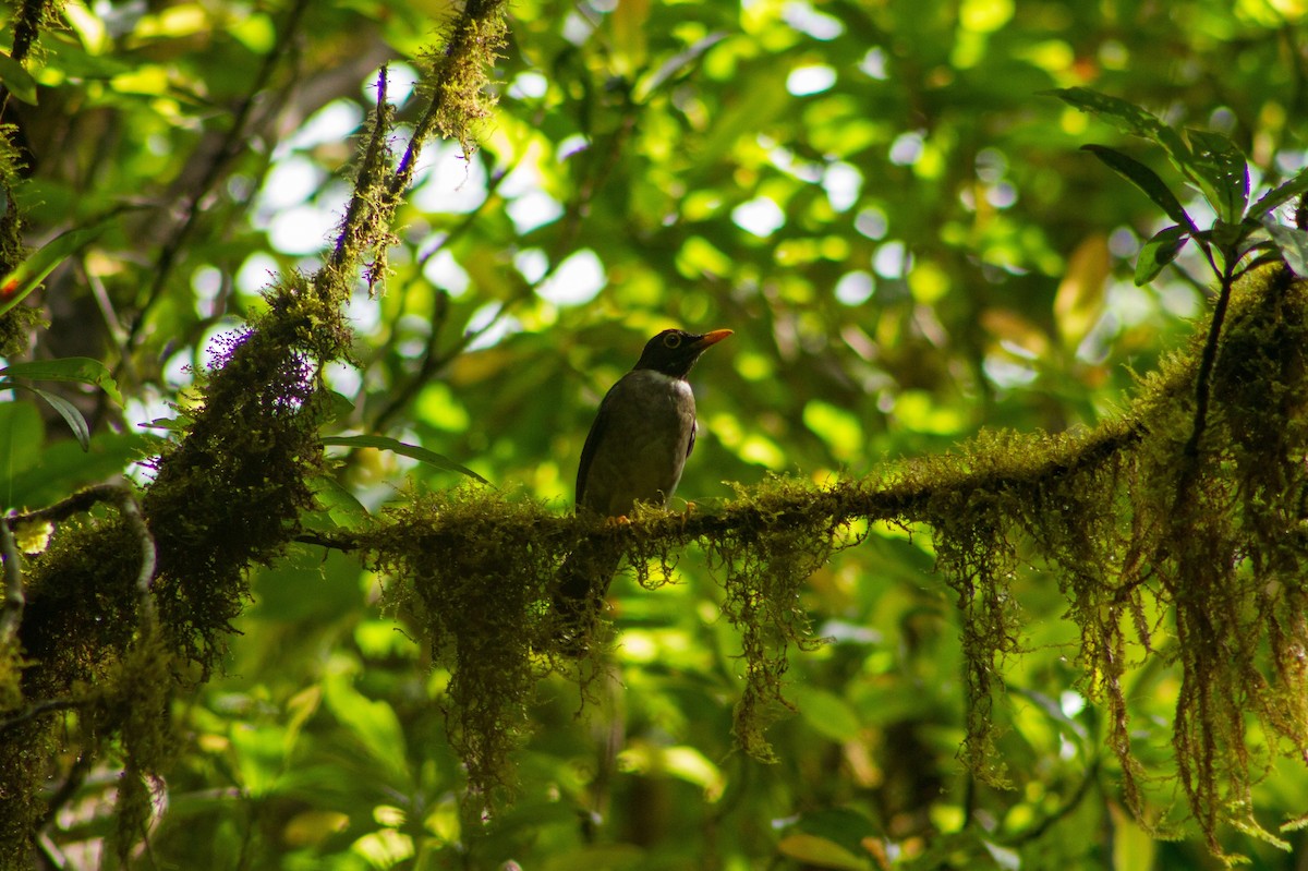 White-throated Thrush - ML637332099